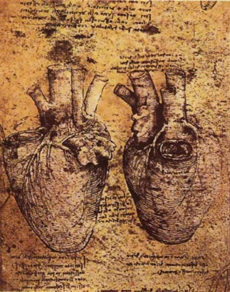 обновление органов | сердце
