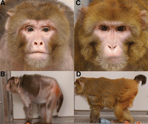 25-year study of rhesus monkeys | меньше калорий - дольше жизнь