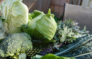 9 cancer-killing products | 9 продуктов убивающие рак | крестоцветные овощи