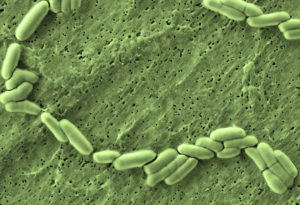Bifidobacterium | микробиом | юл иванчей | микробиот | human microbiome