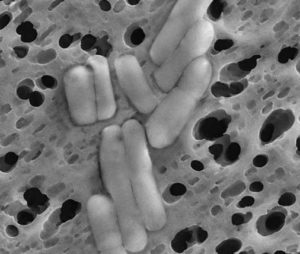 Lactobacillus reuteri | микробиом | юл иванчей | микробиот | human microbiome