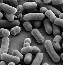 lactobacillus rhamnosus | микробиом | юл иванчей | микробиот | human microbiome