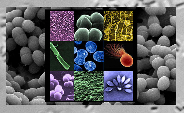 микробиом | юл иванчей | микробиот | human microbiome
