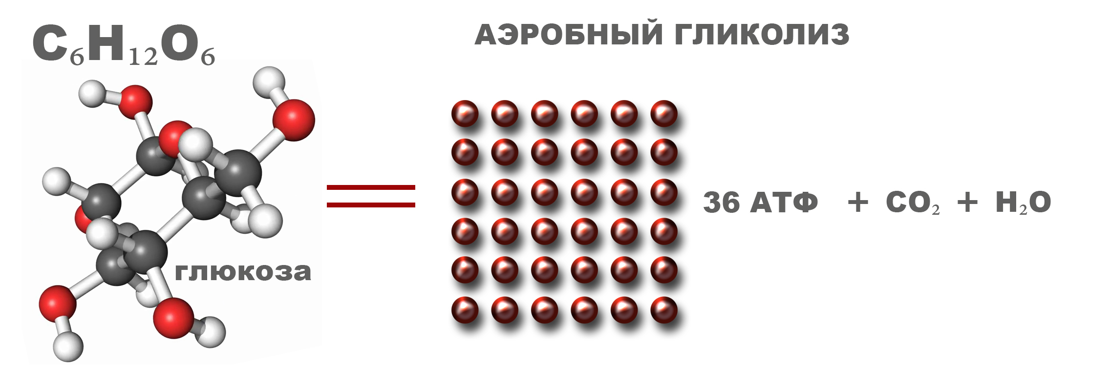 Молекул в 36. Искусственные жиры биохимия. Молекула Глюкозы в организме. При расщеплении молекулы жира образуются. Биохимия для чайников.